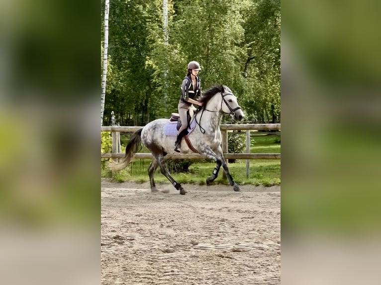 PRE Wałach 6 lat 165 cm Siwa in Bonnelles
