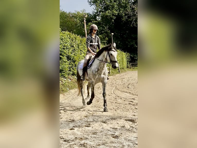 PRE Mix Wałach 6 lat 165 cm Siwa in Bonnelles