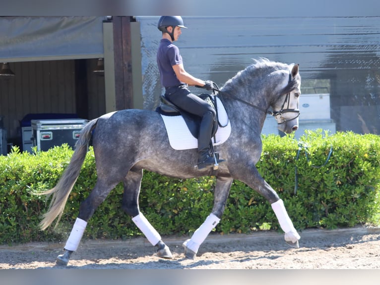 PRE Wałach 6 lat 165 cm Siwa in Oberdorf NW