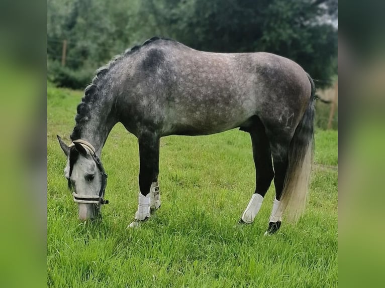 PRE Wałach 6 lat 165 cm Siwa in Den Ham