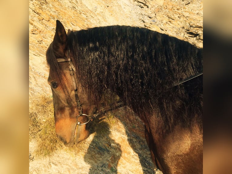 PRE Wałach 6 lat 166 cm Ciemnogniada in Lobras