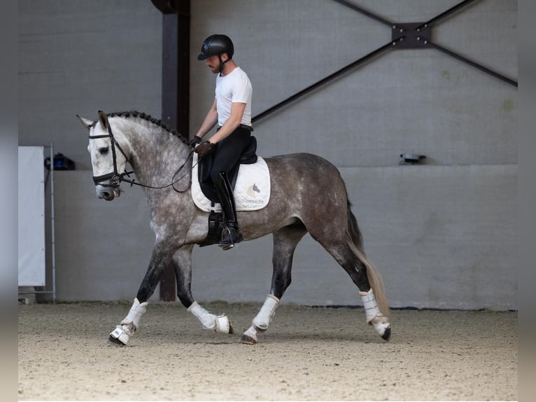 PRE Mix Wałach 6 lat 166 cm Siwa in Asperup