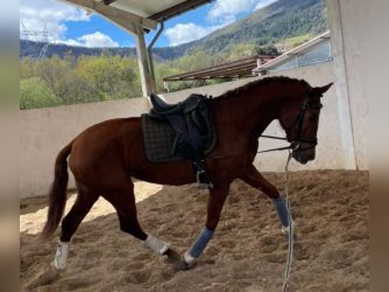 PRE Mix Wałach 6 lat 167 cm Ciemnokasztanowata in Gijon