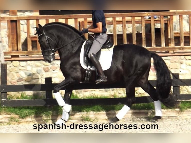 PRE Mix Wałach 6 lat 167 cm Kara in Barcelona