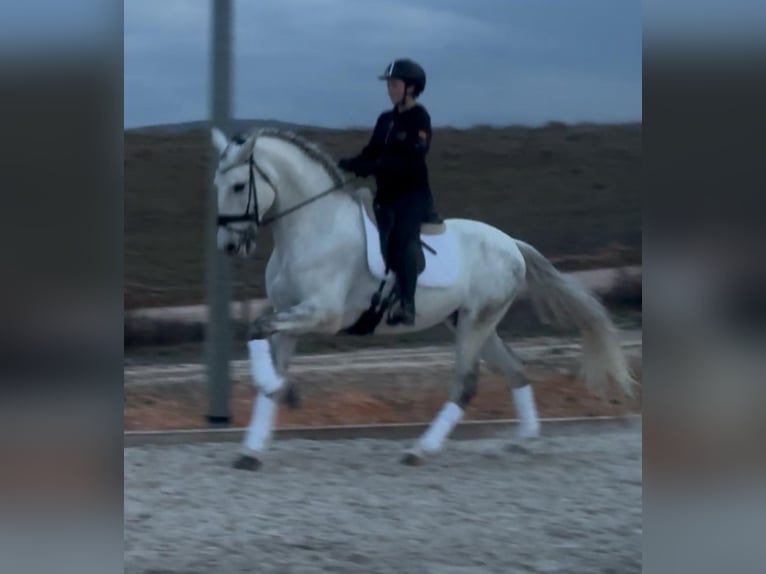 PRE Mix Wałach 6 lat 167 cm Siwa in Ludwigsfelde