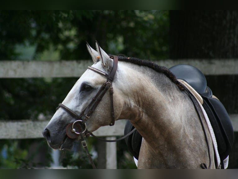 PRE Wałach 6 lat 167 cm Siwa in Fredensborg