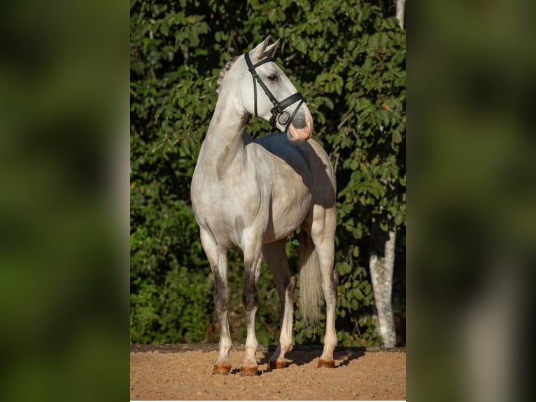 PRE Wałach 6 lat 167 cm Siwa in Heldswil