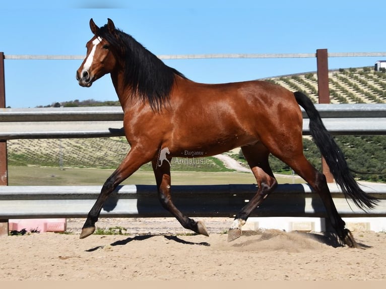 PRE Wałach 6 lat 168 cm Gniada in Provinz Cordoba