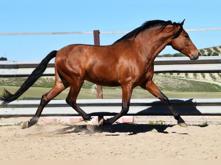 PRE Wałach 6 lat 168 cm Gniada in Provinz Cordoba