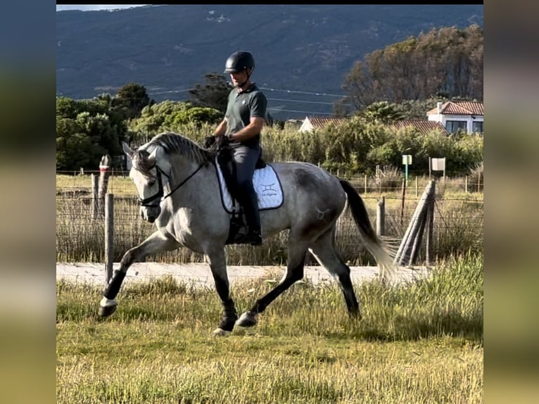 PRE Wałach 6 lat 175 cm Siwa in Pedro Valiente