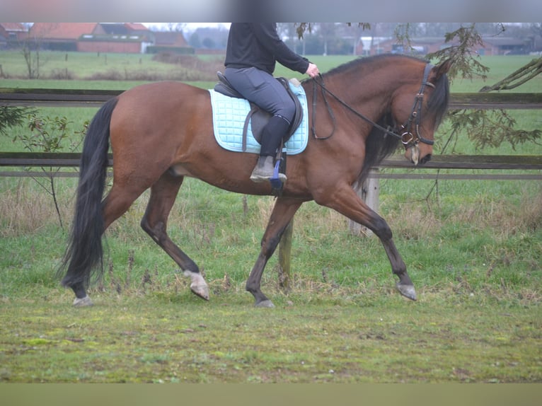 PRE Mix Wałach 7 lat 158 cm Gniada in Breda