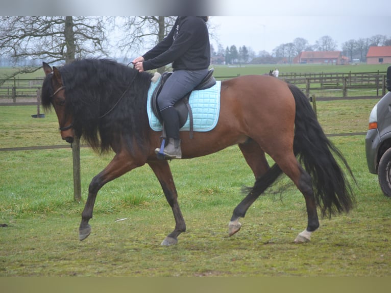 PRE Mix Wałach 7 lat 158 cm Gniada in Breda