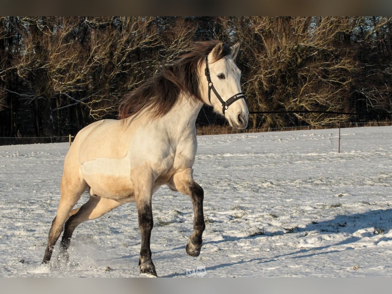 PRE Wałach 7 lat 160 cm Jelenia in Rastorf