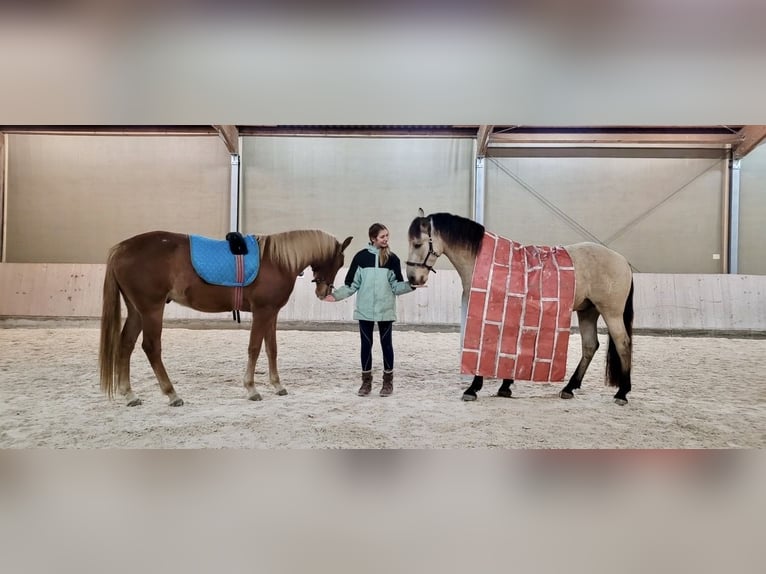 PRE Wałach 7 lat 160 cm Jelenia in Landshut