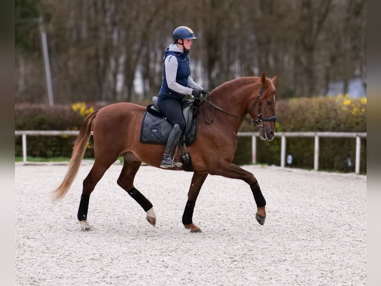 PRE Mix Wałach 7 lat 160 cm Kasztanowata in Neustadt (Wied)