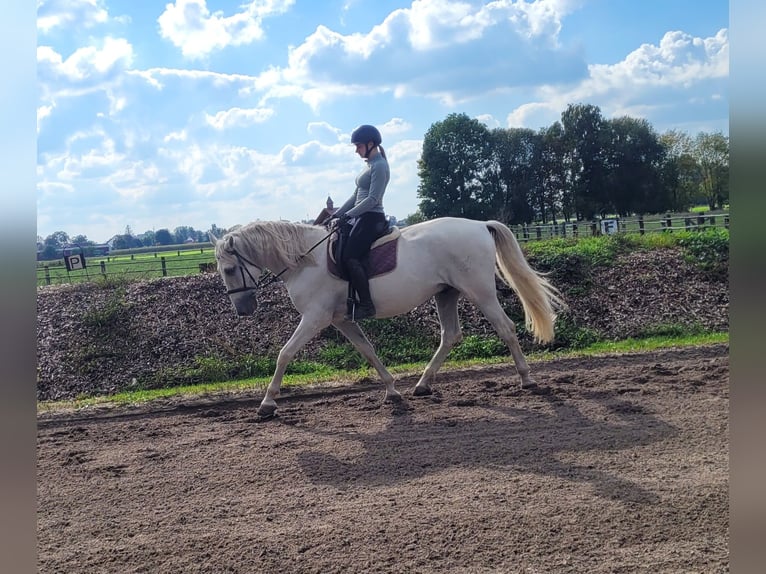 PRE Mix Wałach 7 lat 160 cm Siwa in Karlshuld