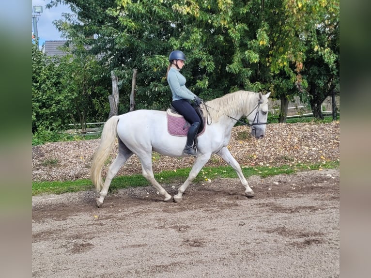 PRE Mix Wałach 7 lat 160 cm Siwa in Karlshuld