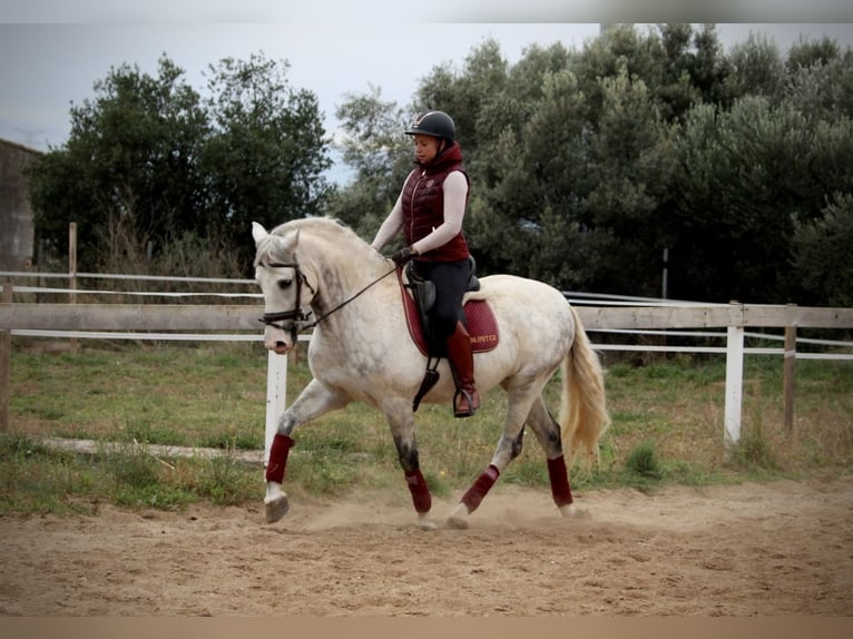 PRE Mix Wałach 7 lat 161 cm Siwa jabłkowita in Valencia