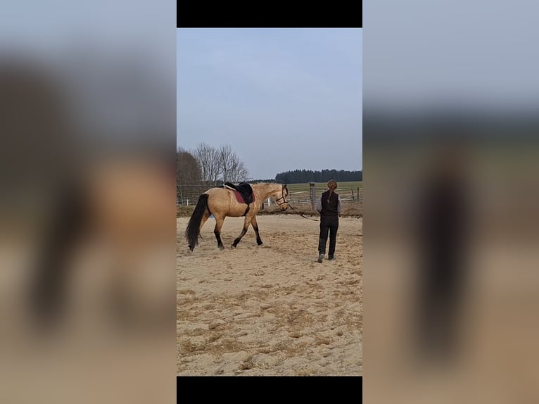 PRE Mix Wałach 7 lat 162 cm Bułana in Kempten