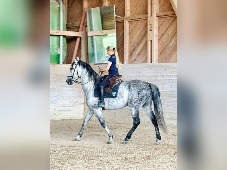 PRE Mix Wałach 7 lat 162 cm Siwa jabłkowita in Affoltern am Albis