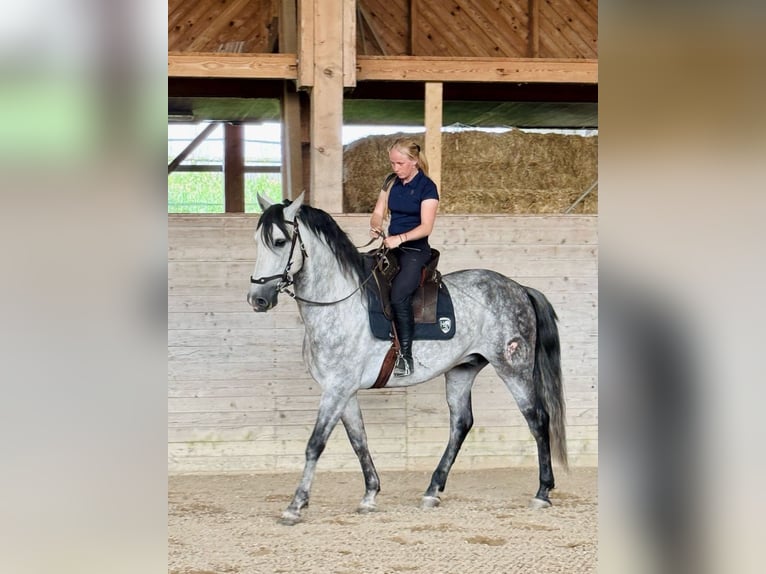 PRE Mix Wałach 7 lat 162 cm Siwa jabłkowita in Affoltern am Albis