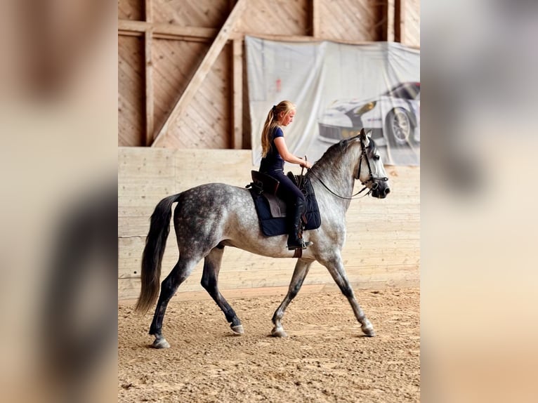 PRE Mix Wałach 7 lat 162 cm Siwa jabłkowita in Affoltern am Albis