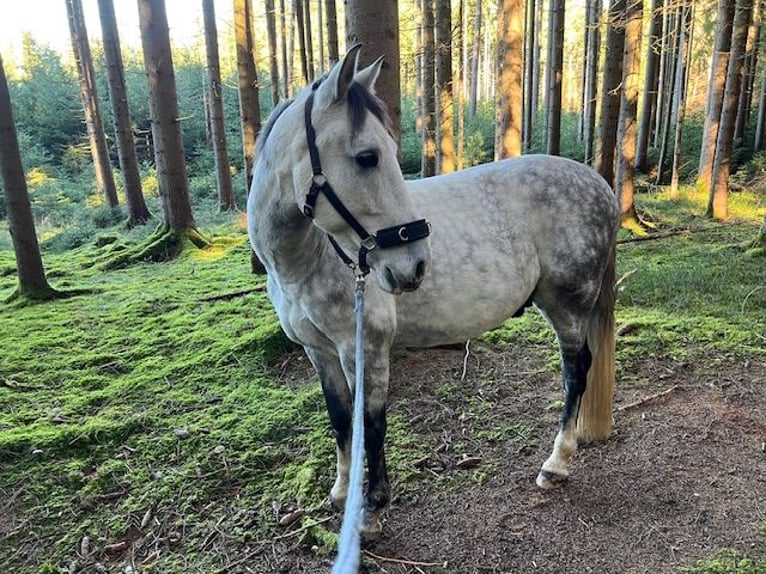 PRE Mix Wałach 7 lat 162 cm Siwa in Buchloe