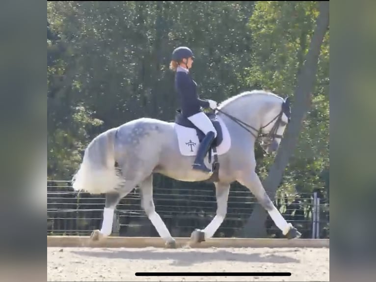 PRE Wałach 7 lat 164 cm Siwa in &#x141;&#xF3;d&#x17A;