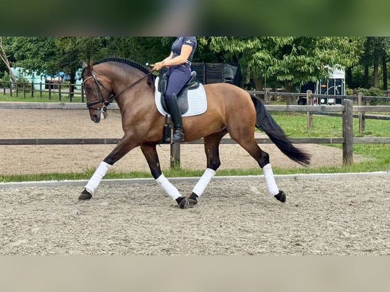 PRE Wałach 7 lat 165 cm Ciemnogniada in Bonanza