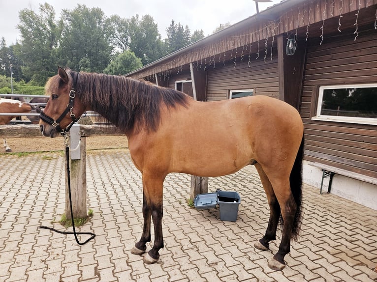 PRE Mix Wałach 7 lat 165 cm Gniada in Lamerdingen