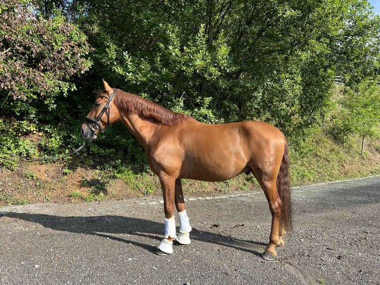 PRE Mix Wałach 7 lat 165 cm Gniada in Fürth