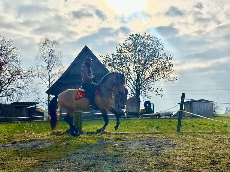 PRE Mix Wałach 7 lat 165 cm Jelenia in Baar