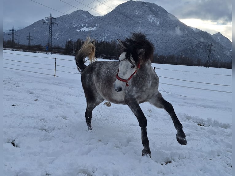 PRE Wałach 7 lat 165 cm  in Münster