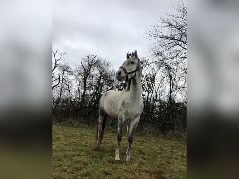 PRE Wałach 7 lat 165 cm Siwa in Wehretal
