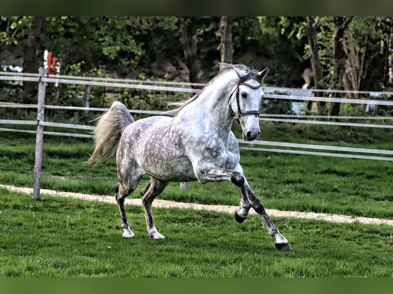 PRE Mix Wałach 7 lat 165 cm Siwa in Verden (Aller)
