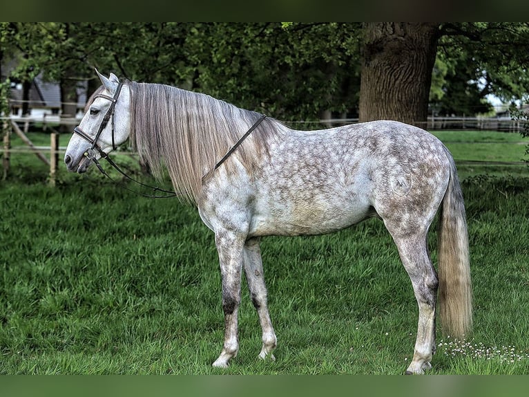 PRE Mix Wałach 7 lat 165 cm Siwa in Verden (Aller)