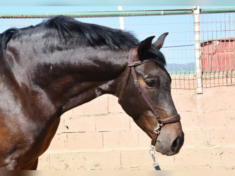 PRE Wałach 7 lat 166 cm Ciemnogniada in Provinz Malaga