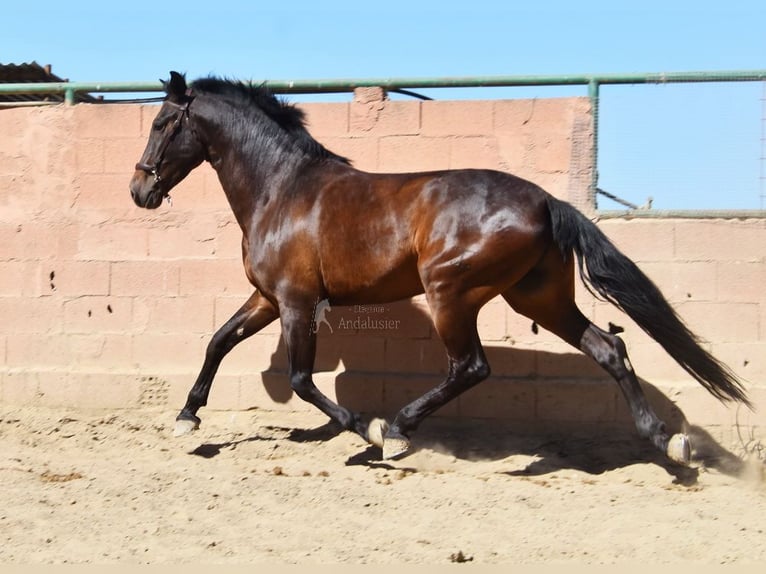 PRE Wałach 7 lat 166 cm Ciemnogniada in Provinz Malaga