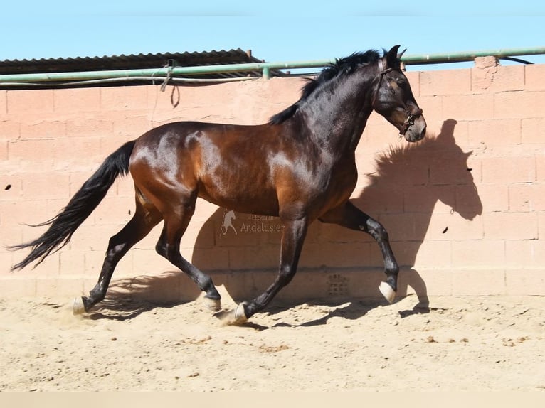 PRE Wałach 7 lat 166 cm Ciemnogniada in Provinz Malaga
