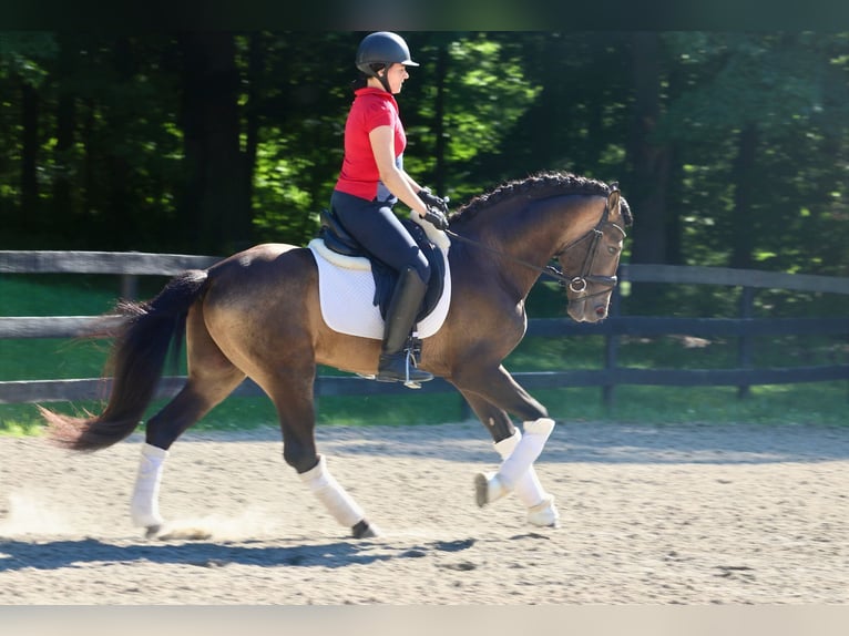 PRE Mix Wałach 7 lat 166 cm Jelenia in Wildenbruch