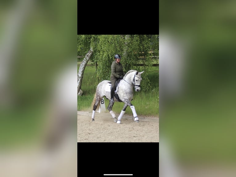 PRE Wałach 7 lat 166 cm Siwa in Fredensborg