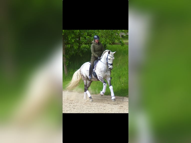 PRE Wałach 7 lat 166 cm Siwa in Fredensborg