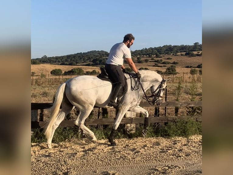 PRE Mix Wałach 7 lat 166 cm Siwa in Las Pi&#xF1;as