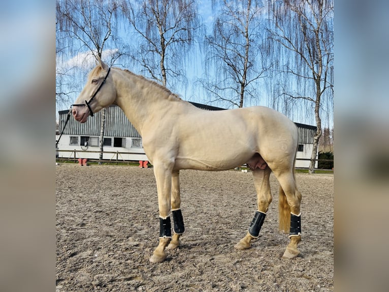 PRE Wałach 7 lat 167 cm Perłowa in HassendorfSottrum