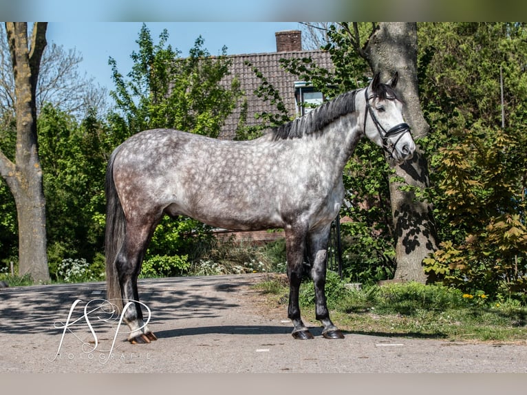 PRE Mix Wałach 7 lat 167 cm Siwa in Hardinxveld-Giessendam