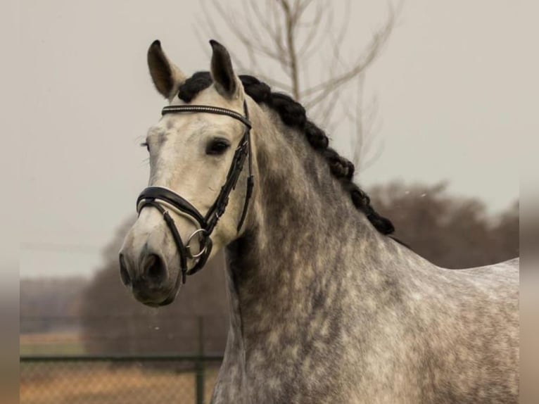 PRE Mix Wałach 7 lat 167 cm Siwa in Düsseldorf