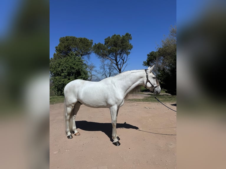 PRE Wałach 7 lat 168 cm Biała in Calldetenes