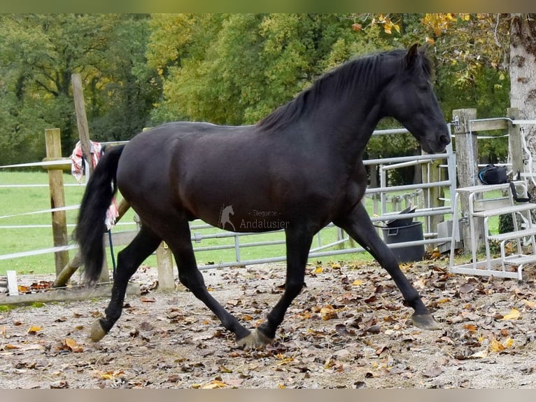 PRE Wałach 7 lat 170 cm Kara in Penne d&#xB4;Agenais