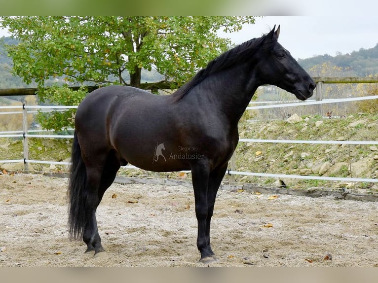 PRE Wałach 7 lat 170 cm Kara in Penne d&#xB4;Agenais
