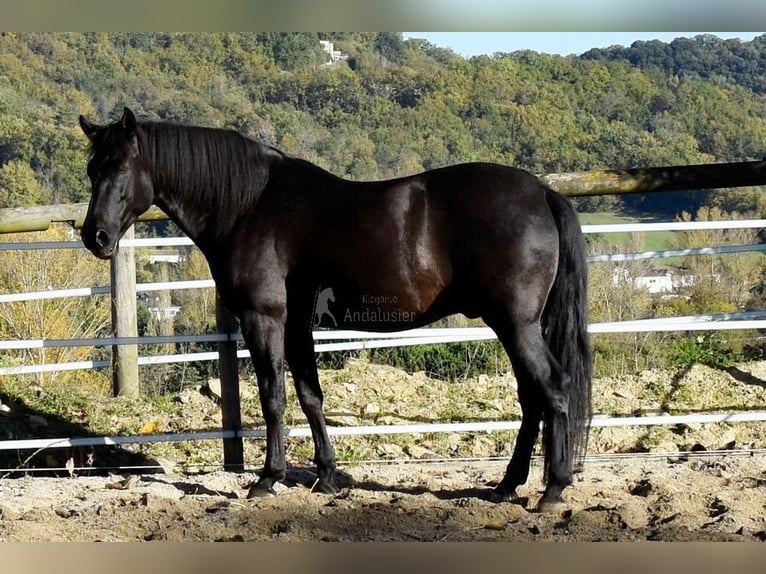 PRE Wałach 7 lat 170 cm Kara in Penne d&#xB4;Agenais